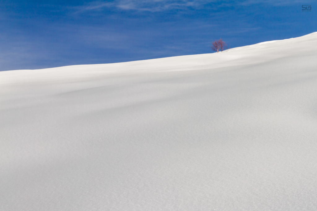 isolated tree